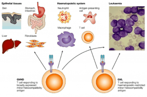 Utilisation of T-cells to combat cancer cells